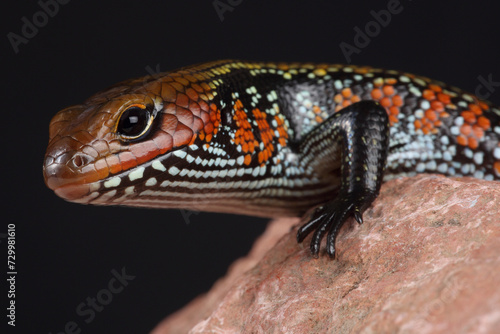 Portrait of a Fire Skink against a black background
