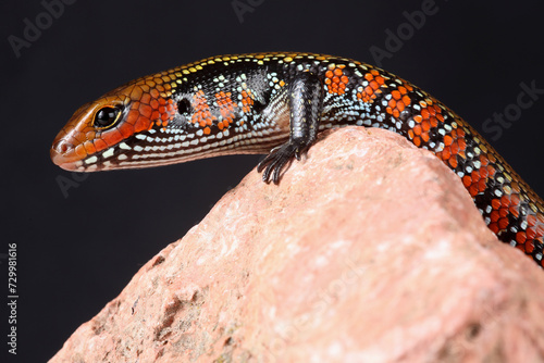 Portrait of a Fire Skink on a rock

