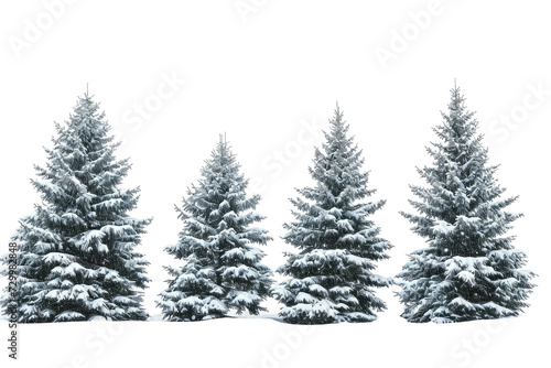 Snow covered Pine Trees Isolated on Transparent Background