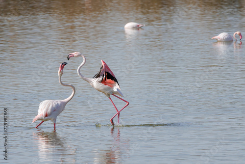 Dos falmencos peleando y uno de ellos mostrando pleitesia o sumisi  n en la laguna del parque natural El Hondo de Elche y Crevillente  Espa  a