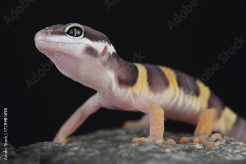 Portrait of a Leopard Gecko on a rock 