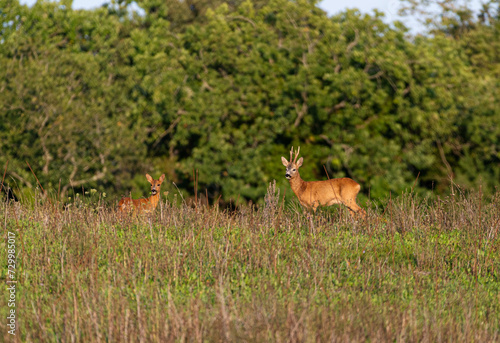 Deer in the wild