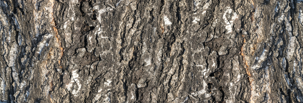 Natural Relief and Rough Bark Texture of Old Birch Natural Relief and Rough Bark Texture of Old Birch