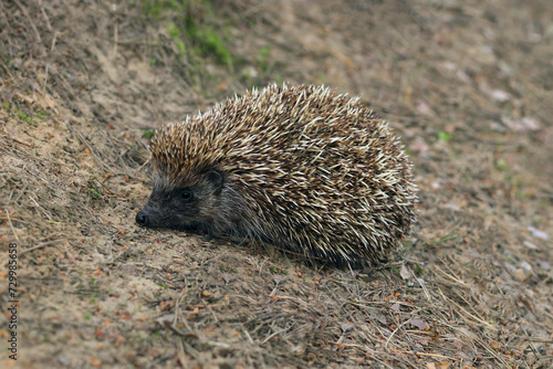 Hedgehog on the forest close up. European hedgehog . Hedgehog on autumn natural background