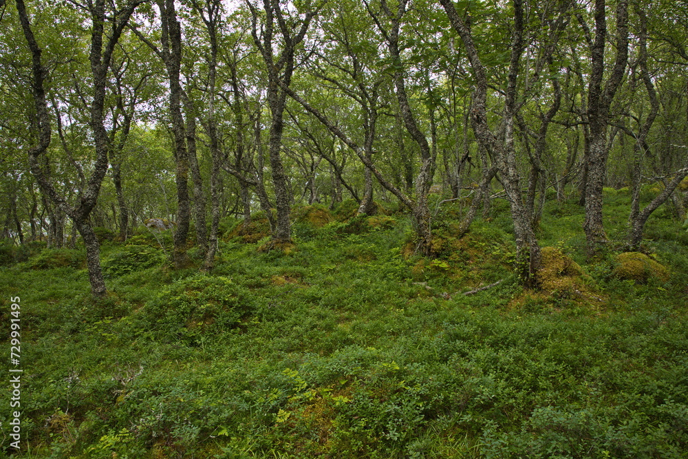 Forest on the hiking track from Petter Dass Museum to Kongshaugen in Norway, Europe 
