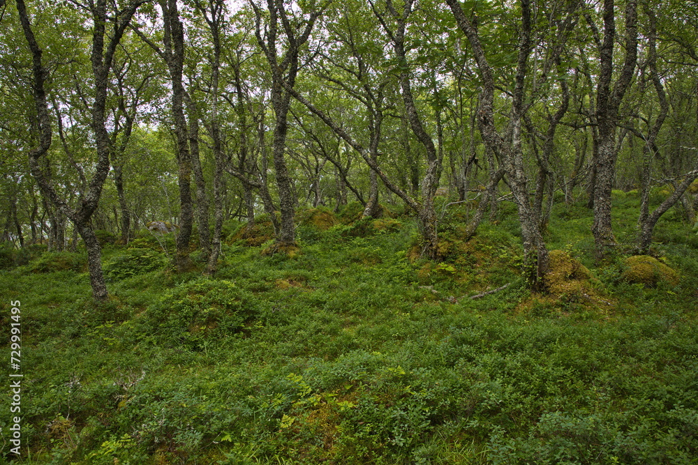 Forest on the hiking track from Petter Dass Museum to Kongshaugen in Norway, Europe
Forest on the hiking track from Petter Dass Museum to Kongshaugen in Norway, Europe