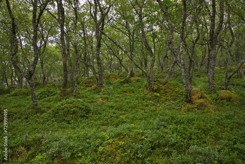 Forest on the hiking track from Petter Dass Museum to Kongshaugen in Norway  Europe  