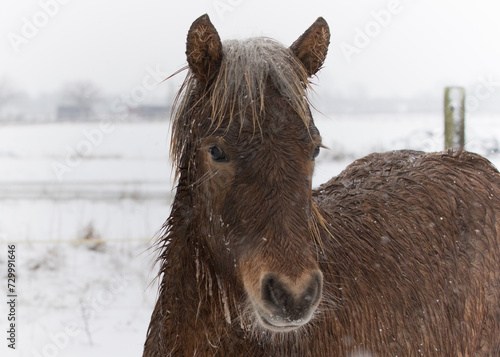 Junges Islandpferd auf der Winterkoppel