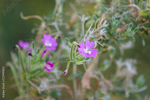 Closeup of hairy willowherb flowers with selective focus on foreground