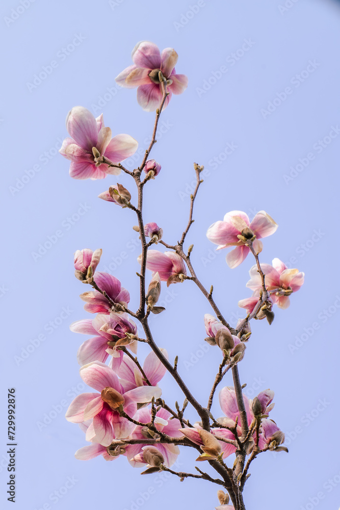 Delicate pink magnolia flowers blooming against a clear blue sky. Delicate pink magnolia flowers blooming against a clear blue sky.