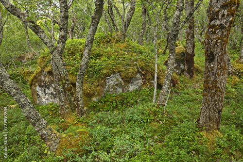 Forest on the hiking track from Petter Dass Museum to Kongshaugen in Norway, Europe 
 photo