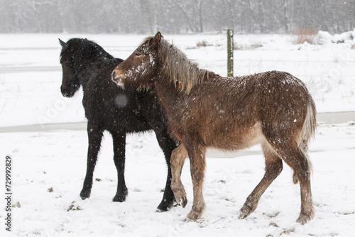 Winterkoppel mit jungen Islandpferden