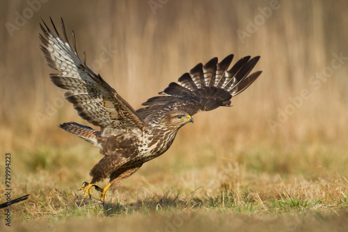 Common buzzard Buteo buteo in flying, fighting buzzards in natural habitat, hawk bird on the ground, predatory bird close up hunting time winter frosty day with snow