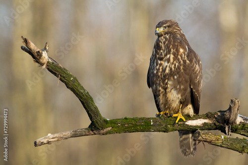 Common buzzard Buteo buteo in flying, fighting buzzards in natural habitat, hawk bird on the ground, predatory bird close up hunting time winter frosty day with snow