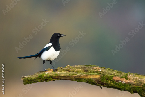 bird Eurasian Magpie or Common Magpie or Pica pica is sitting on the branch with colorful background, winter time 