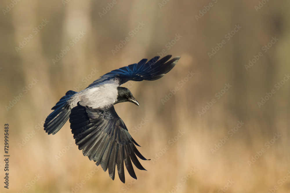 Obraz premium Bird - Hooded crow Corvus cornix in amazing warm background Poland Europe