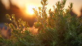 Rosemary plant in a herb garden at sunset.