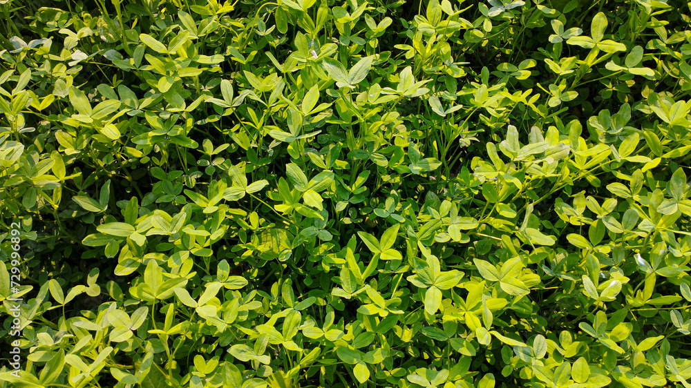 Obraz premium green grass background texture 