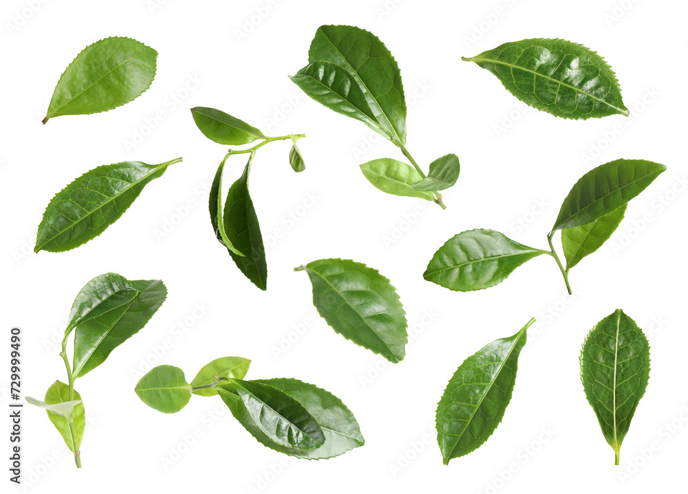 Fresh green tea leaves isolated on white, set Fresh green tea leaves isolated on white, set