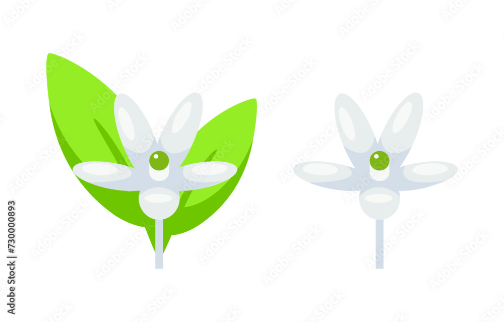 Citrus flower in full bloom next to a budding flower, depicted with a simplistic style on a white background Citrus flower in full bloom next to a budding flower, depicted with a simplistic style on a white background