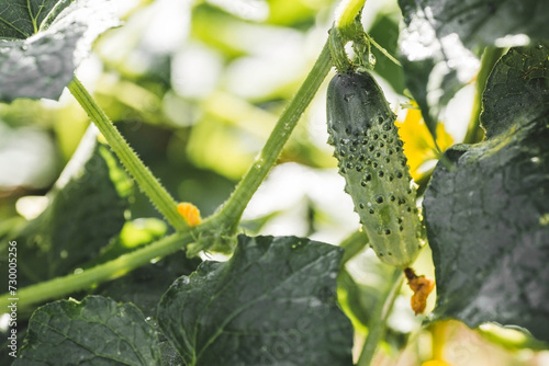 The concept of growing greenhouse cucumbers. The farmer's summer harvest.