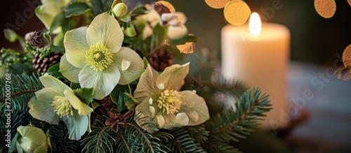Christmas arrangement featuring helleborus niger and candle in pot.