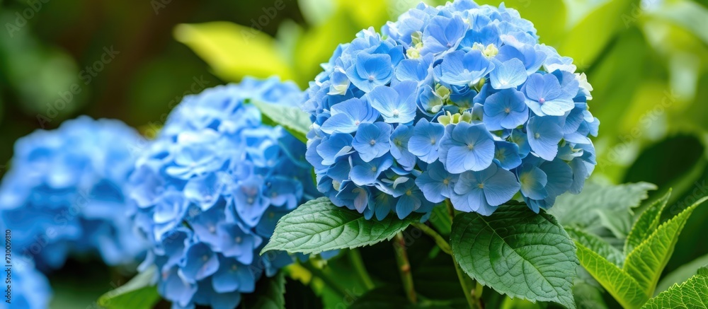 A blooming cluster of blue hydrangea flowers, symbolizing plenty. A blooming cluster of blue hydrangea flowers, symbolizing plenty.
