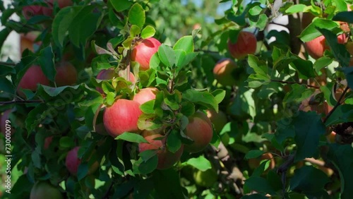 Red apples on the tree are illuminated by the setting sun in the evening. Fertile variety of apples in the garden, live moving camera