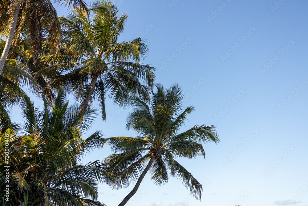 Obraz premium Palm trees illuminated by the evening sun. Free space to write.