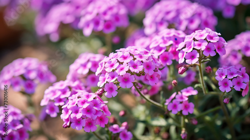 Verbena bonariensis flowers