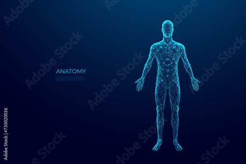 Abstract digital human body. Polygonal wireframe silhouette. Low poly anatomy blue background. Technology futuristic man or woman model. 3D vector illustration consists of thin lines, connected dots.  #730020036
