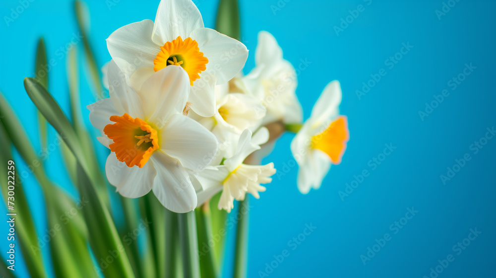 Naklejka premium daffodils on a blue background