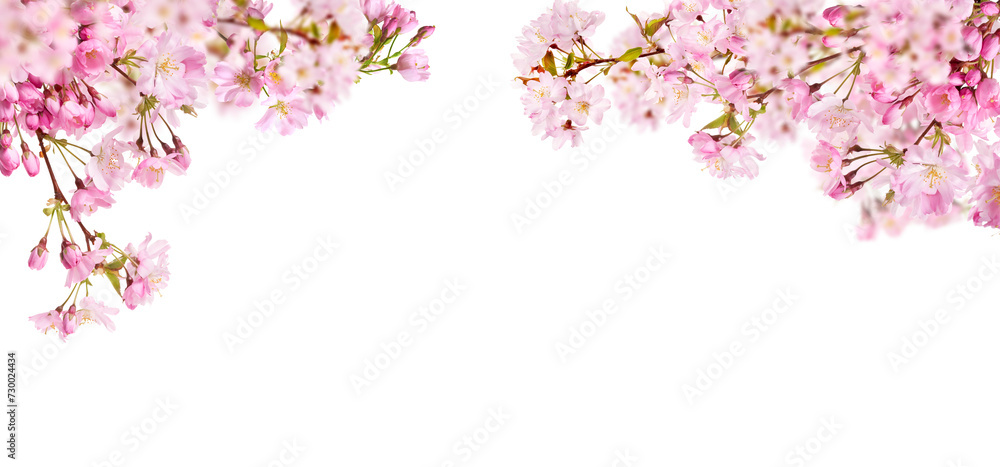 Fresh bright pink cherry blossom flowers on a tree branch in spring, sakura springtime season, isolated against a transparent background. - obrazy, fototapety, plakaty 