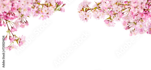 Fresh bright pink cherry blossom flowers on a tree branch in spring, sakura springtime season, isolated against a transparent background. photo