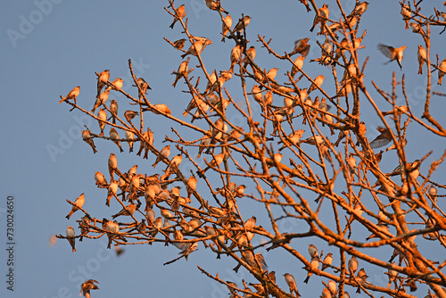 Bergfinken - Fringilla montifringilla 