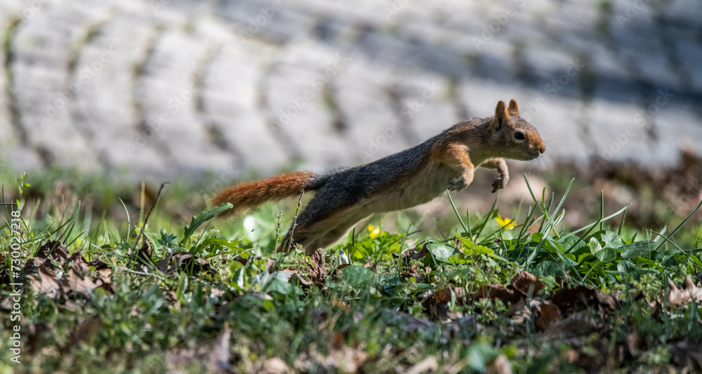 squirrel ,Sciuridae squirrel ,Sciuridae