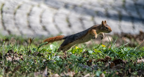 squirrel ,Sciuridae © kemal yamak
