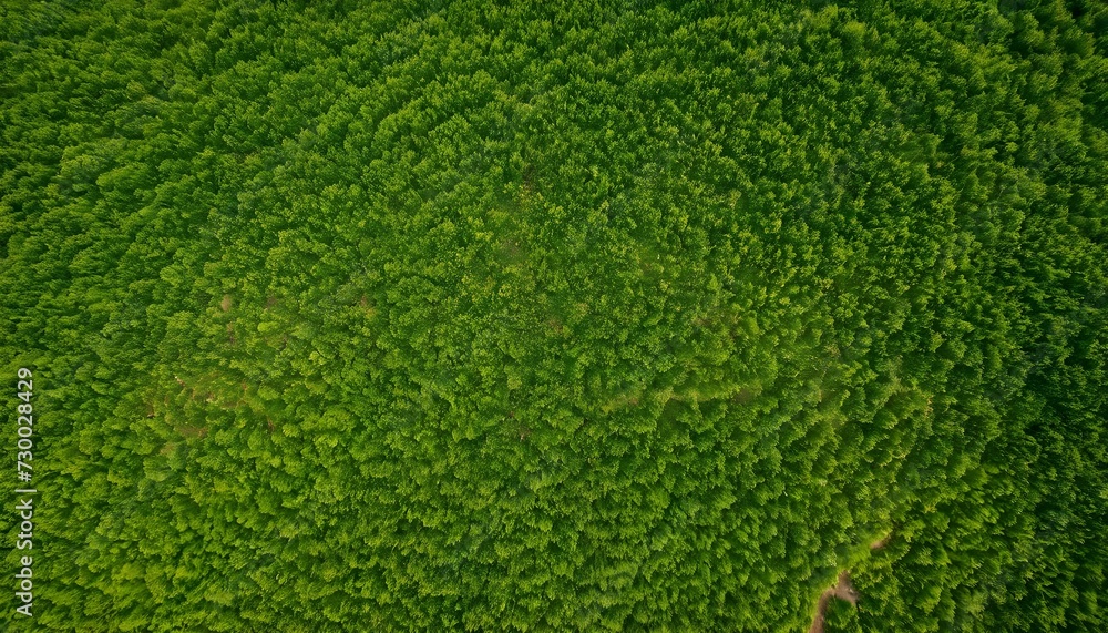 green grass texture green grass texture