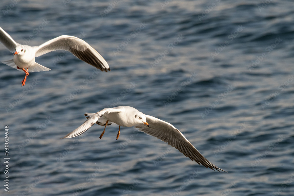 kittiwake,seagull kittiwake,seagull