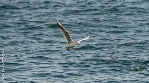 kittiwake seagull