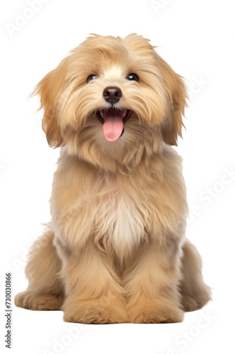 Beautiful happy reddish havanese puppy dog is sitting frontal isolated on a cutout PNG transparent background © Ivan Guia
