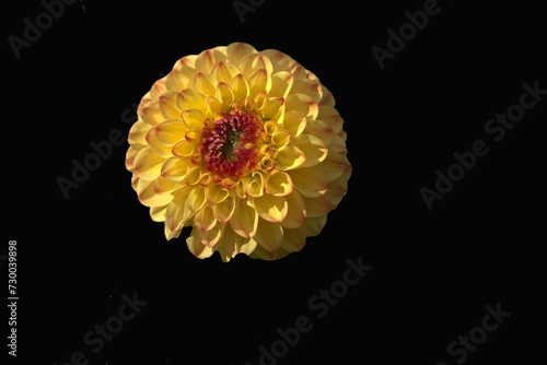 eine Dahlie auf schwarzem Hintergrund