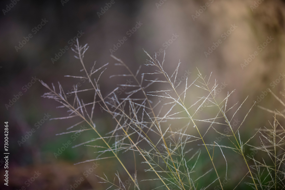 Grass in countryside pampas Argentina Grass in countryside pampas Argentina