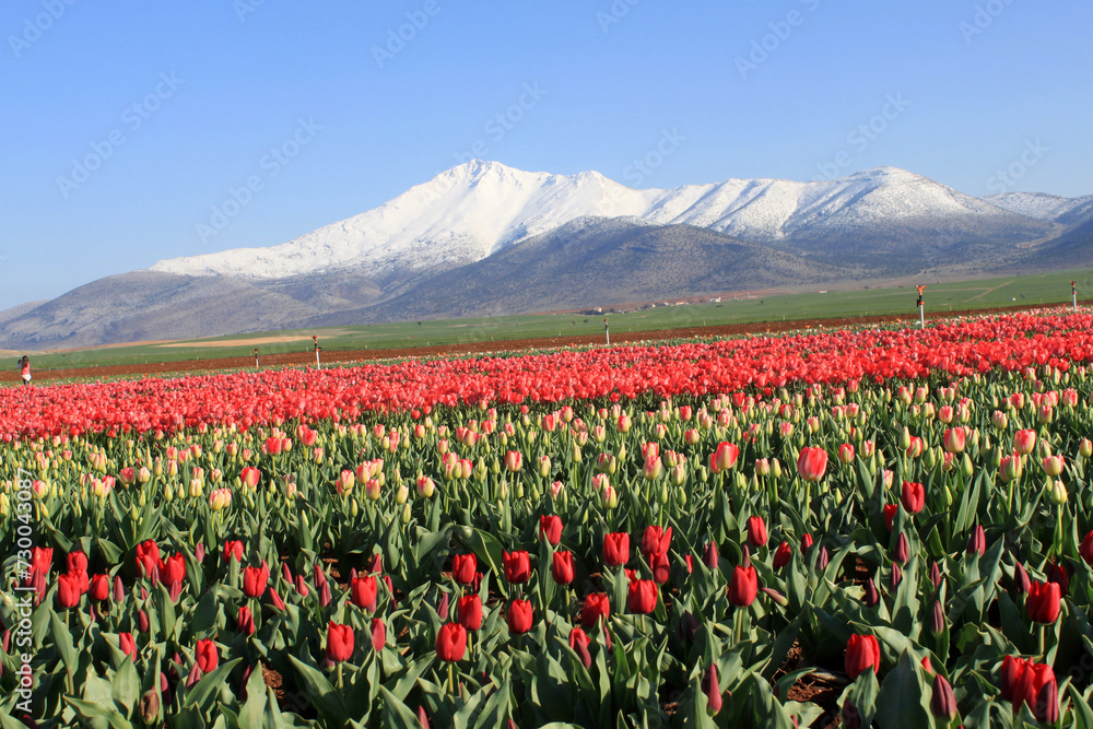 Snowy mountain and tulip field