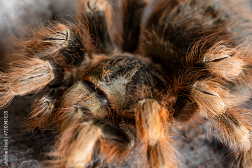 Brazilian black and white tarantula Nhandu coloratovillosus