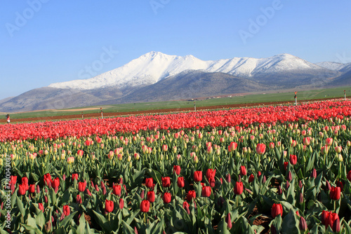 Snowy mountain and tulip field