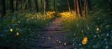 Fireflies, also called lightning bugs, are spotted on a forest foot path.