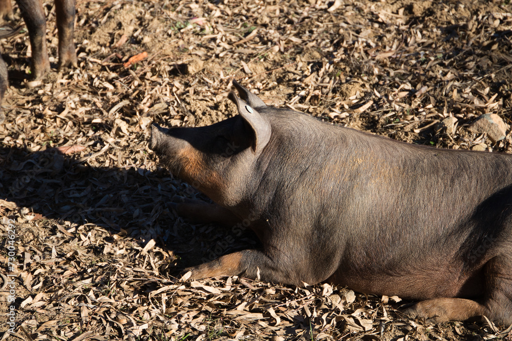 Iberian pig lying on the ground in the sun under the holm oaks in the Dehesa or countryside. Concept of Iberian ham and nutrition Iberian pig lying on the ground in the sun under the holm oaks in the Dehesa or countryside. Concept of Iberian ham and nutrition