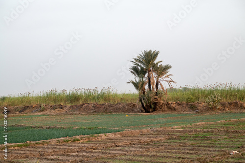 des rizières dans le nord du Sénégal en Afrique de l'ouest photo