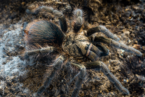 Cuban bronze tarantula Phormictopus auratus